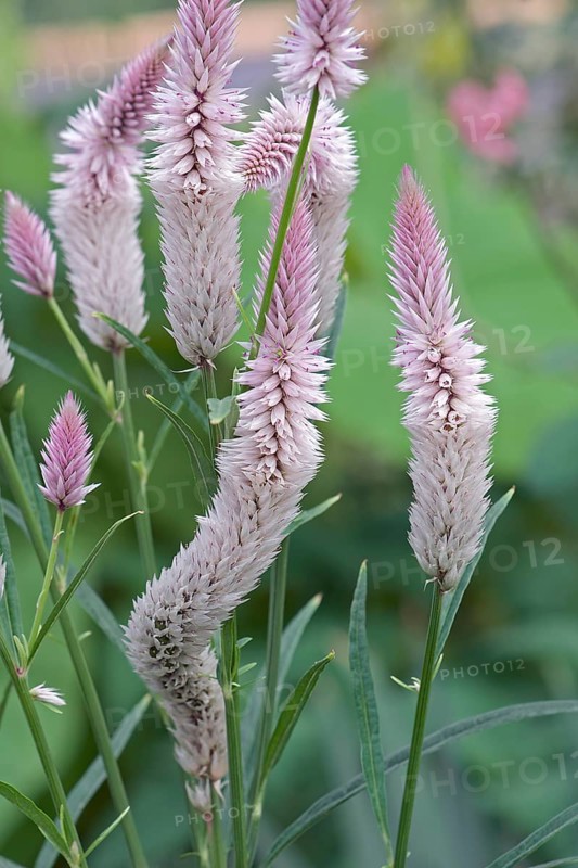 Wheat celosia