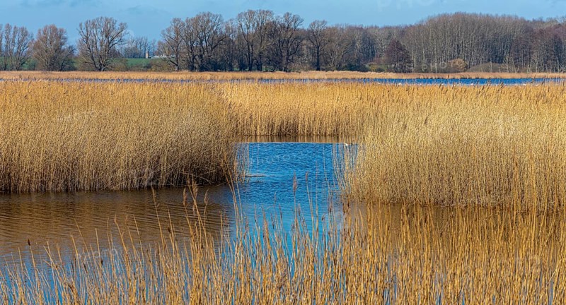 Nature reserve at the Mellnitz Ueselitzer Wiek on Ruegen