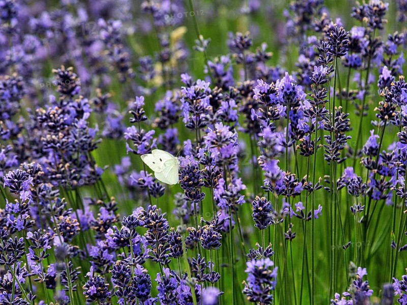 Lavender flower