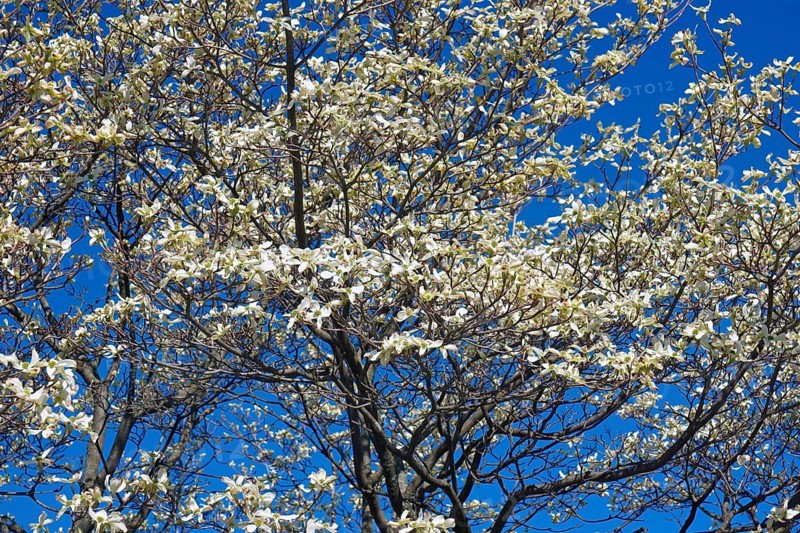 Flowering Dogwood