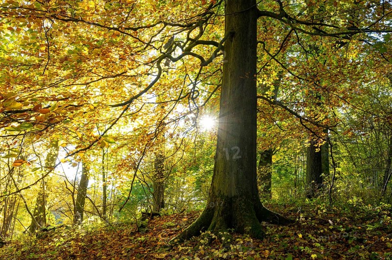 Common beech