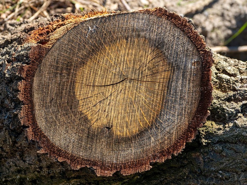 Cross-section of a felled tree at the Elbauen