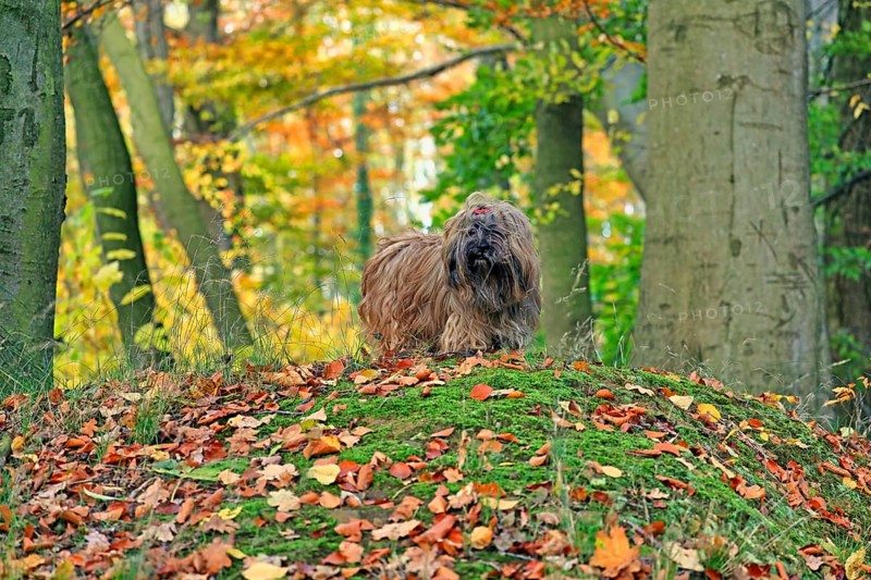 Dog in the forest