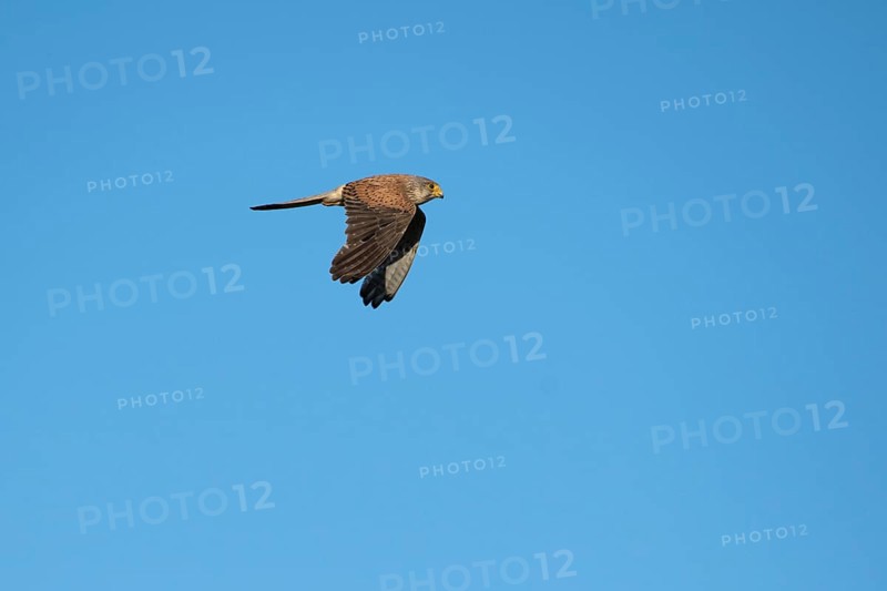 Common kestrel