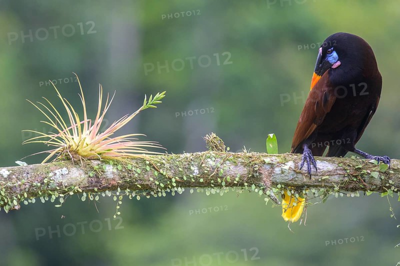 Montezuma oropendola