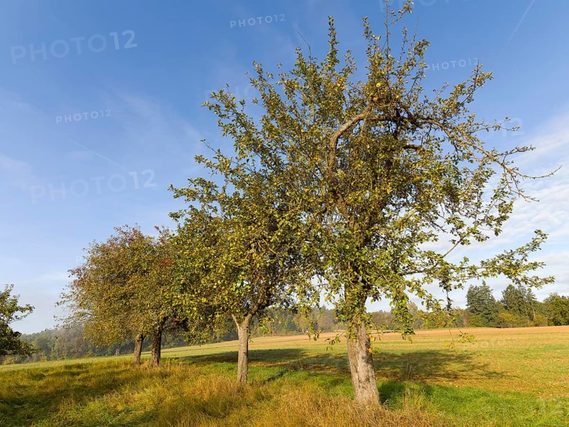 Apple trees in a row