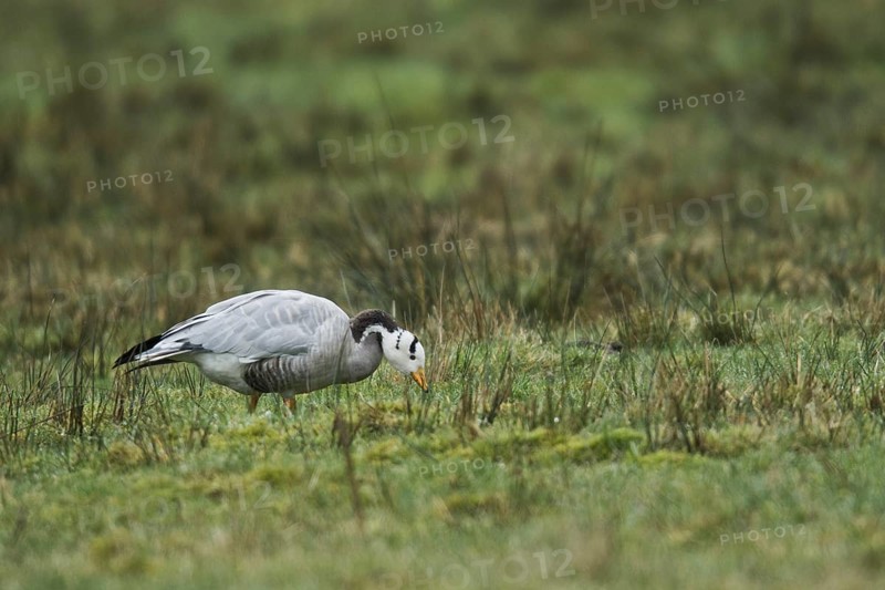 Bar-headed goose
