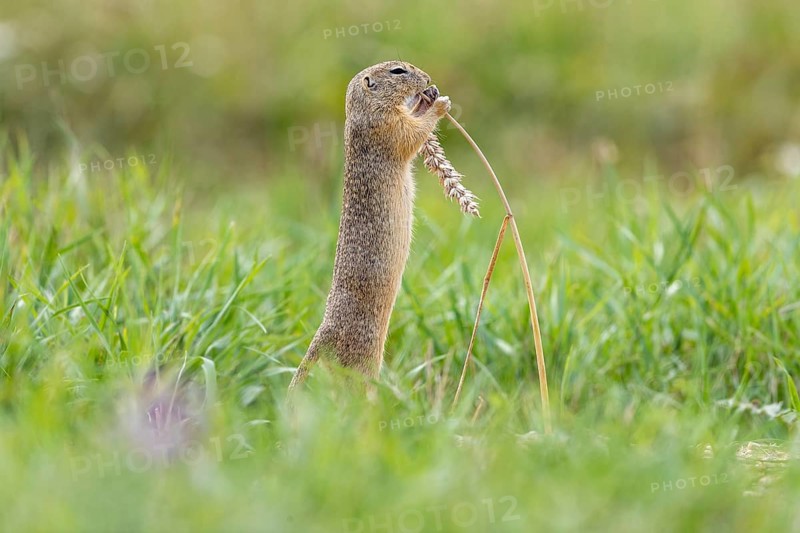 European ground squirrel