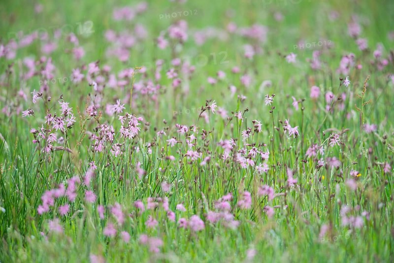 Ragged robins