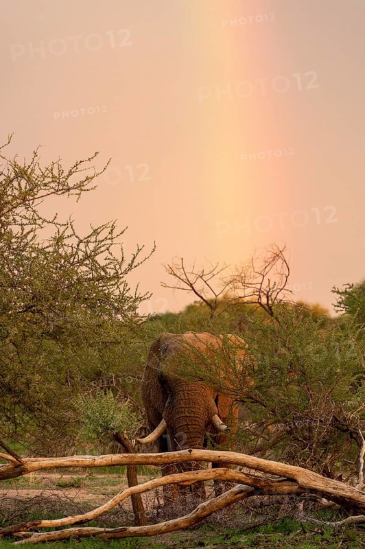 African elephant