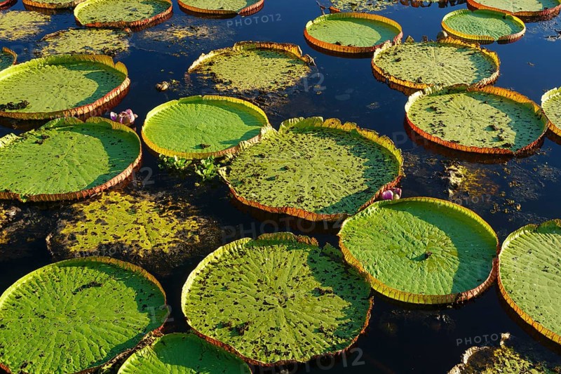 Leaves of the amazon water lily