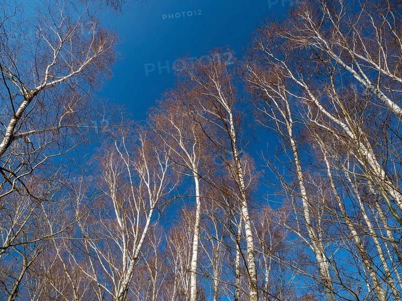 Warty birch