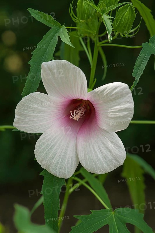 Roselle