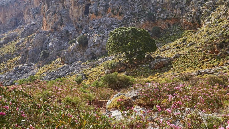 Spring in Crete