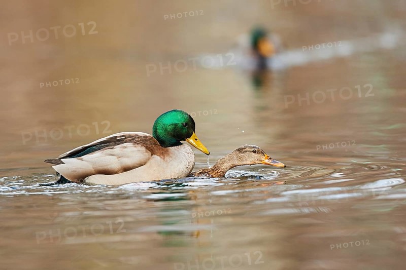 Wild duck
