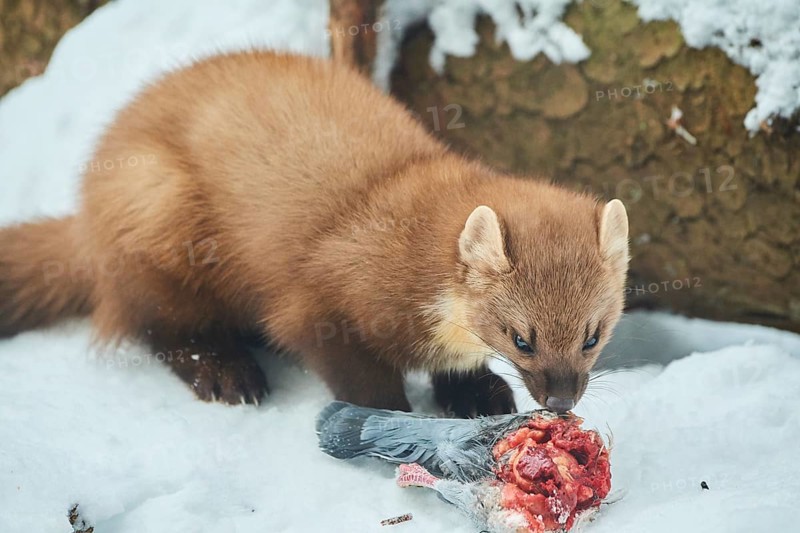 European pine marten