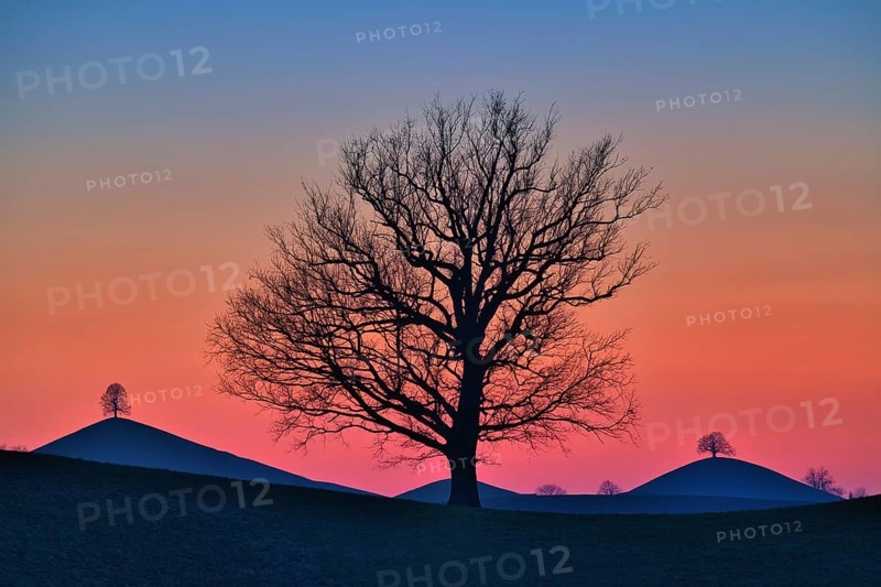 Solitary tree