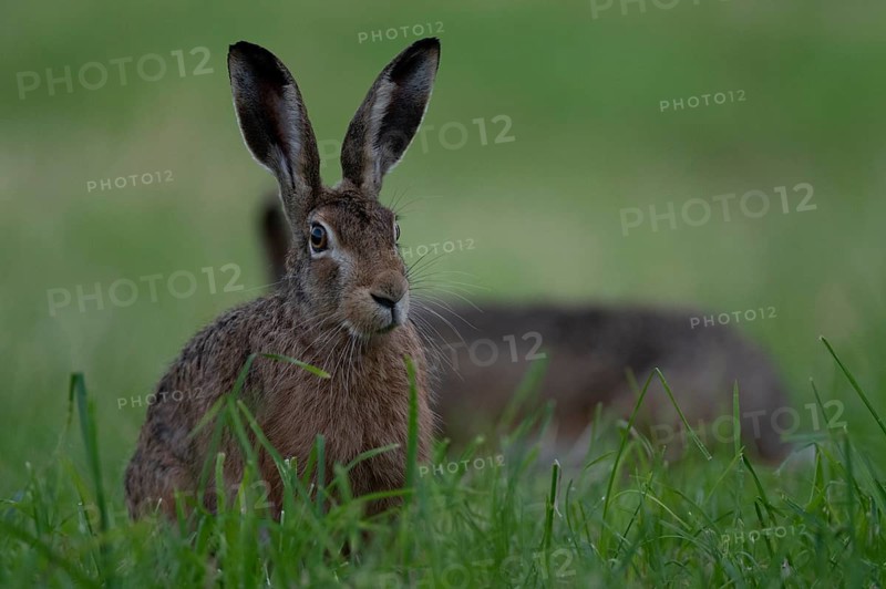European hare