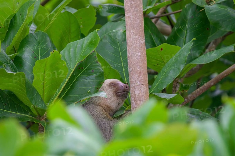 Hoffmann's two-toed sloth