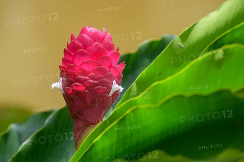 Flower in the blossom of a ginger plant