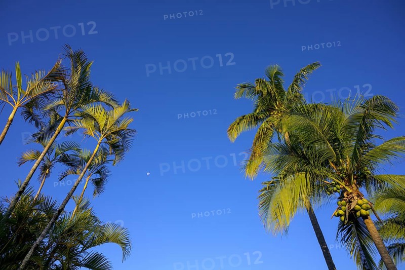 Palm trees against a blue sky