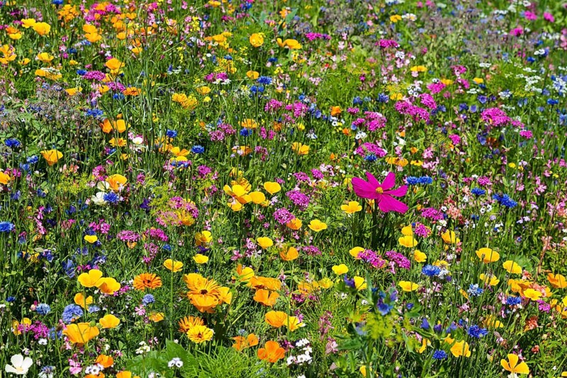 Flower meadow for insects