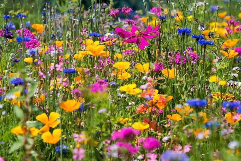 Flower meadow for insects