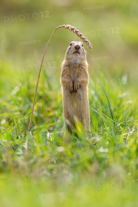 European ground squirrel