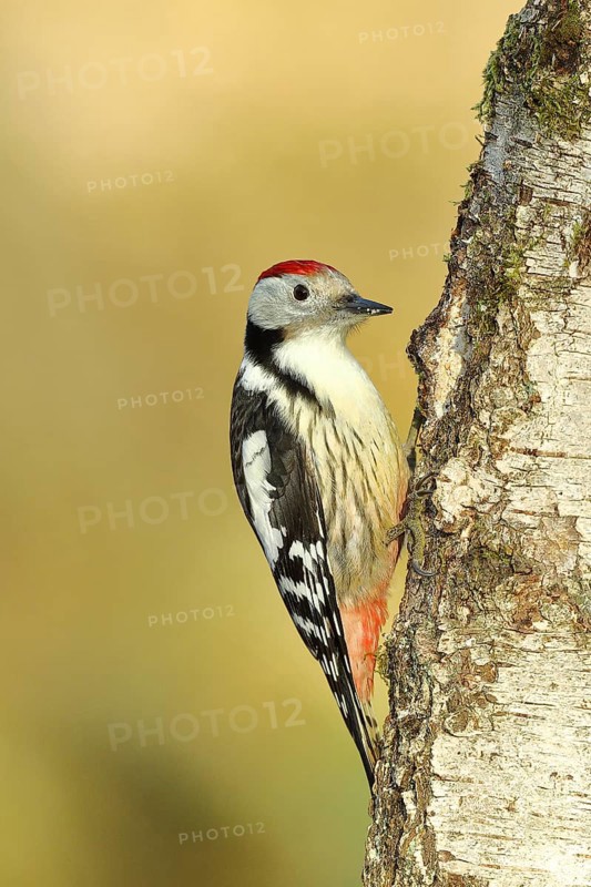 Middle spotted woodpecker