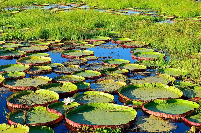 Leaves of the amazon water lily