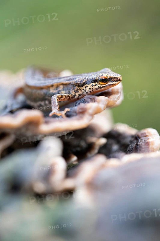 Palmate newt