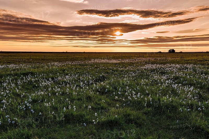 Common cottongrass