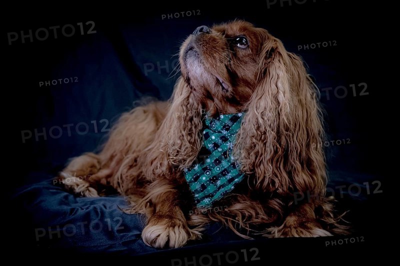 Portrait of a dog