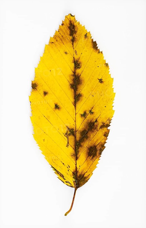 Autumnal discoloured elm leaf