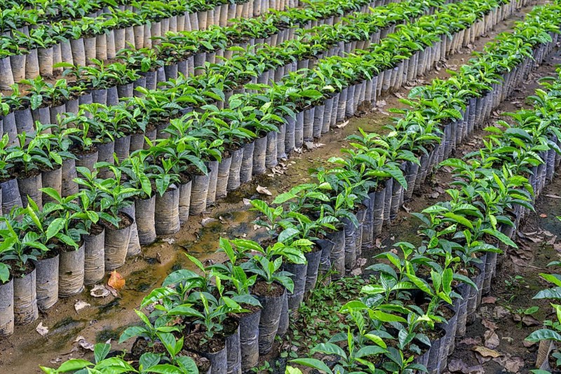 Seedlings for coffee cultivation