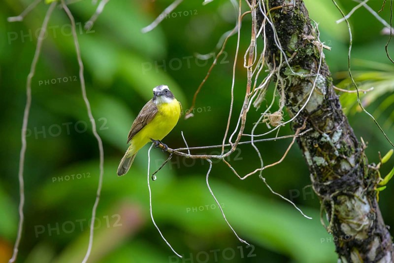 Grey-capped masked tyrant
