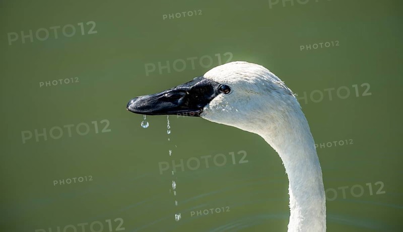 Trumpeter swan