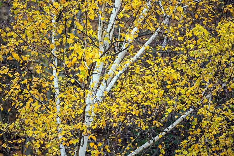 Birch