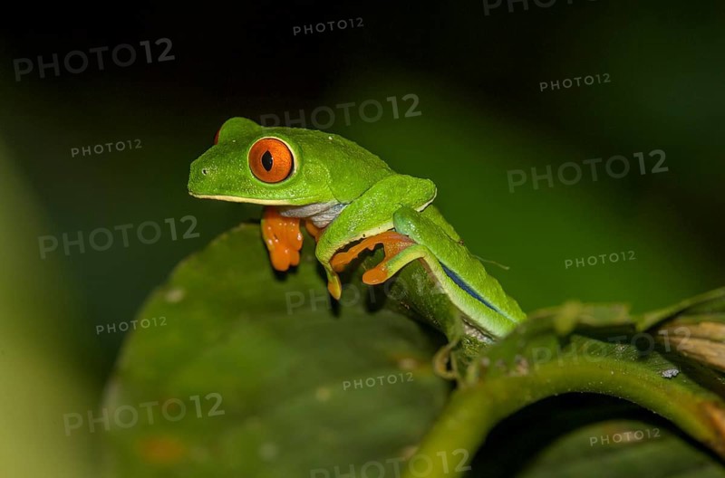 Red-eyed tree frog