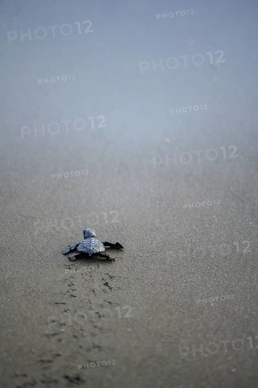 Newly hatched olive ridley sea turtle