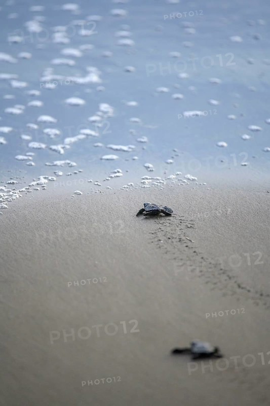 Newly hatched olive ridley sea turtle