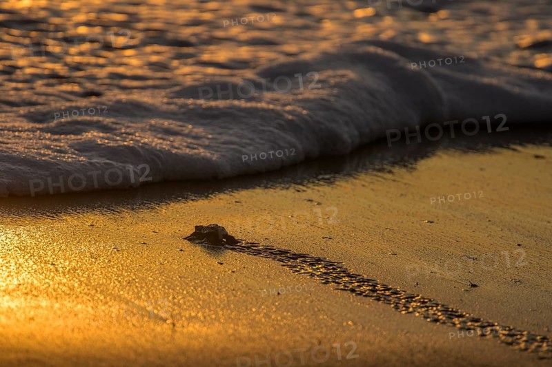 Newly hatched olive ridley sea turtle
