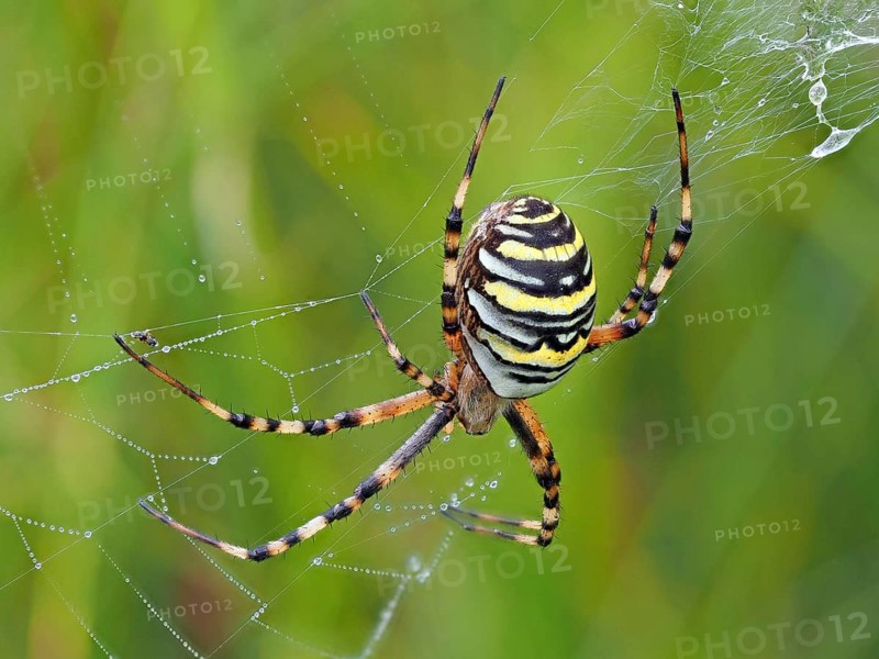 Wasp spider