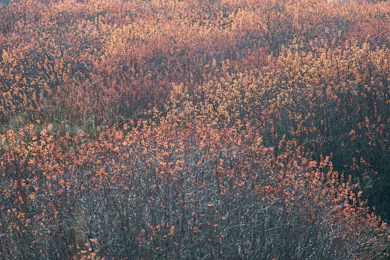 Bog myrtle