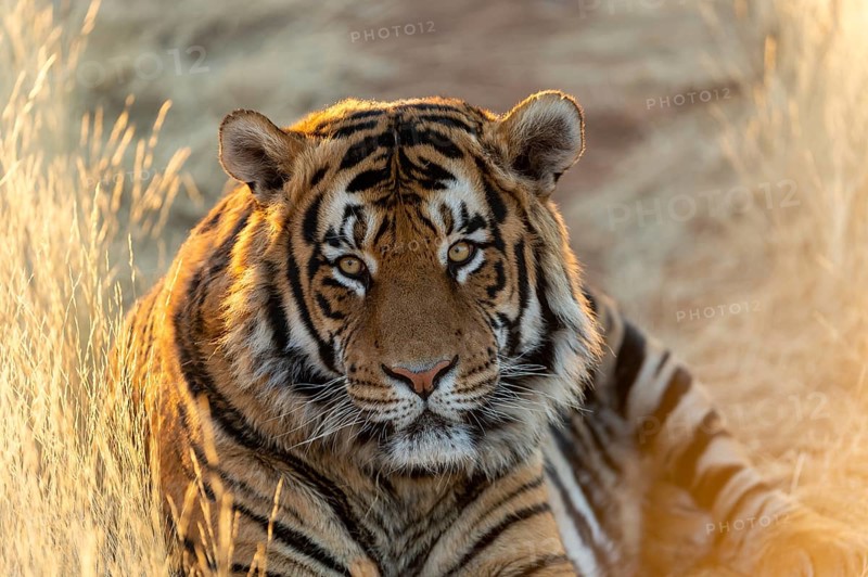 Bengal tiger
