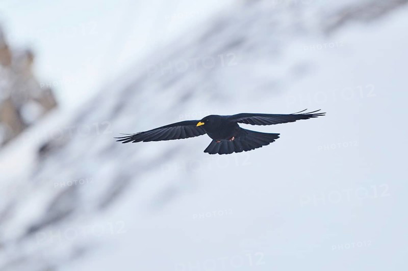 Yellow-billed chough