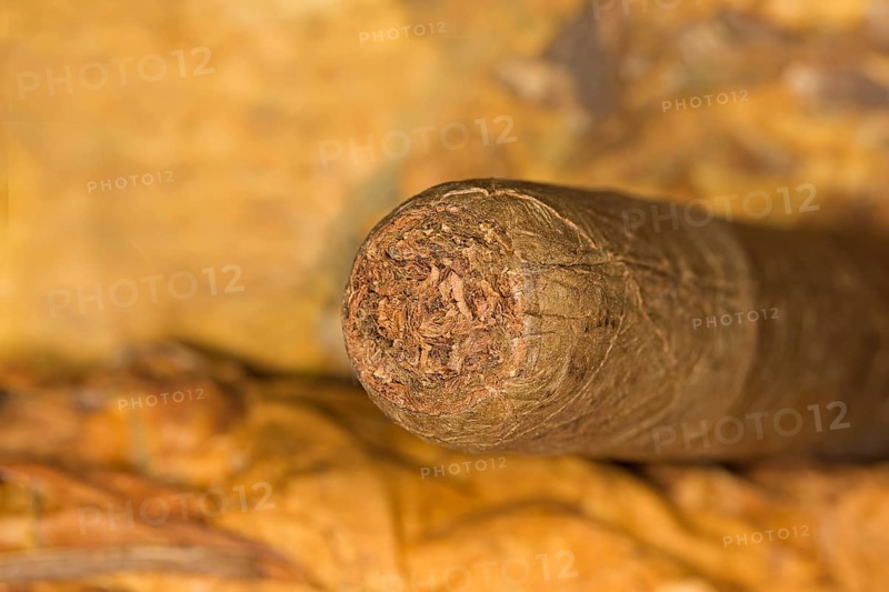 Hand rolled cigar on tobacco leaves