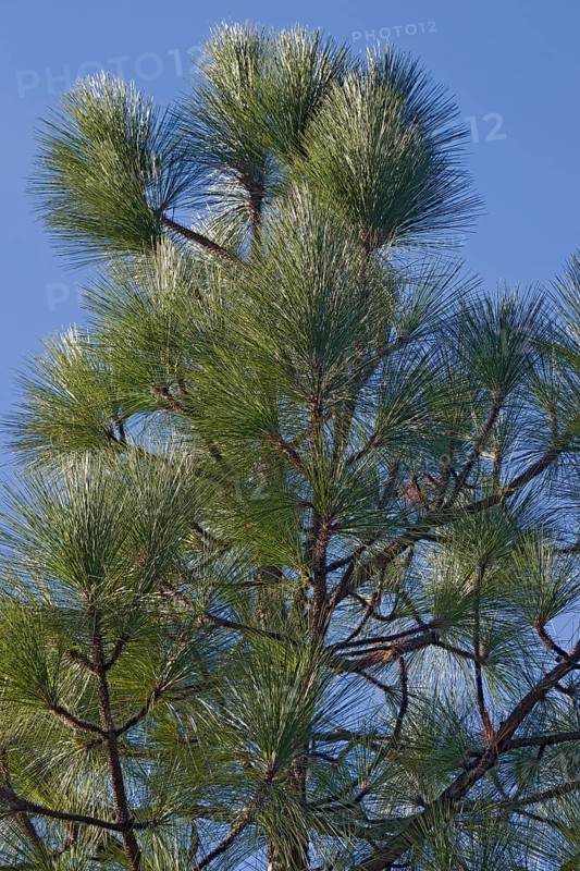 Longleaf pine