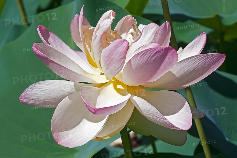 Sacred lotus