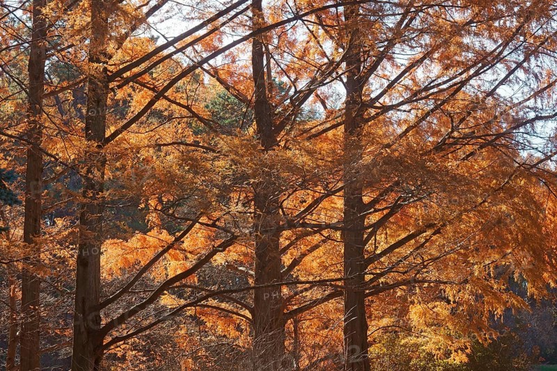 National Dawn redwood